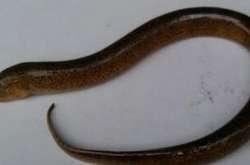 网红与黄鳝的视频,揭秘网络直播背后的伦理争议