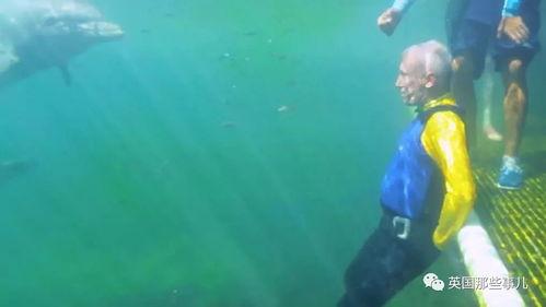 海豚传八卦,揭秘神秘海豚家族的传奇故事