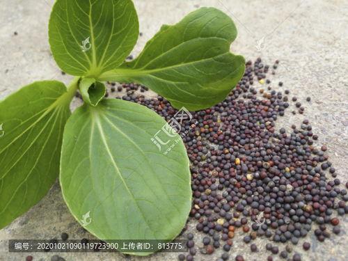 菜种子大全图片,品种繁多，营养丰富的蔬菜种植指南